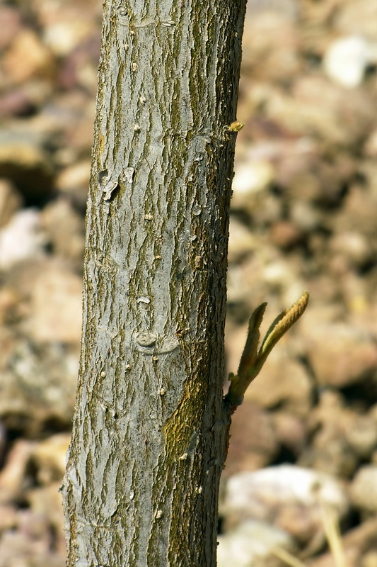 Eriobotrya japonica.03