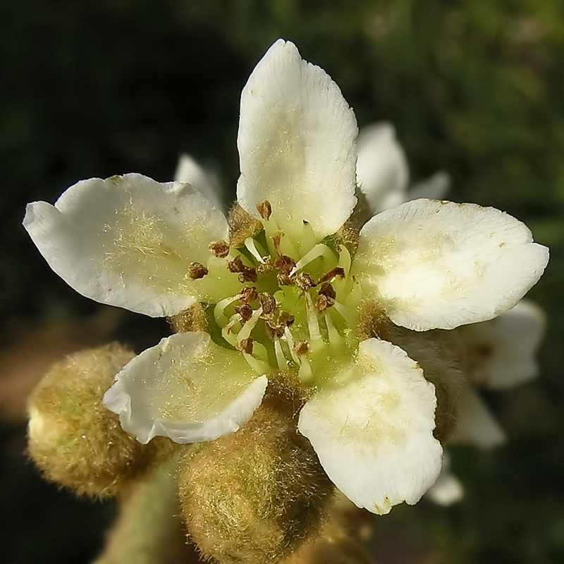 Eriobotrya japonica.07