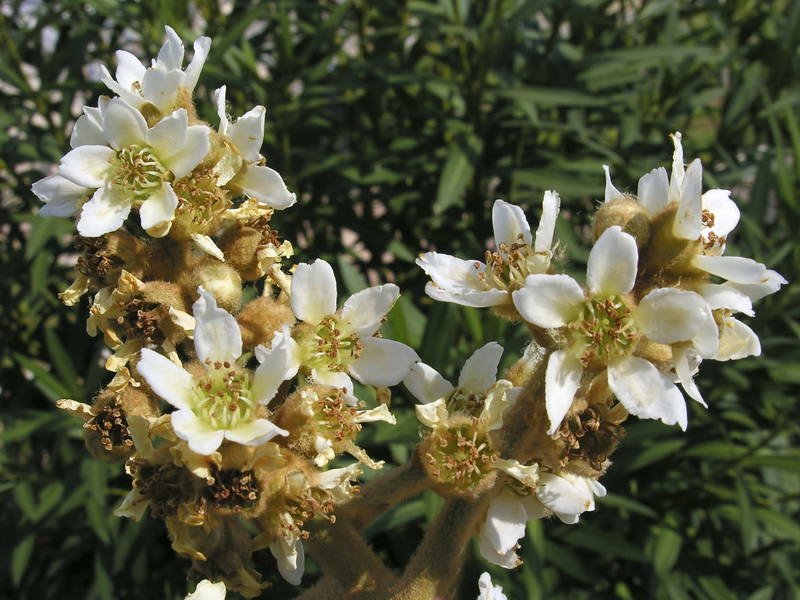 Eriobotrya japonica.09