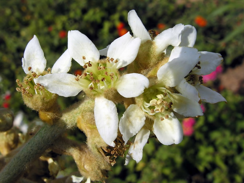 Eriobotrya japonica.10