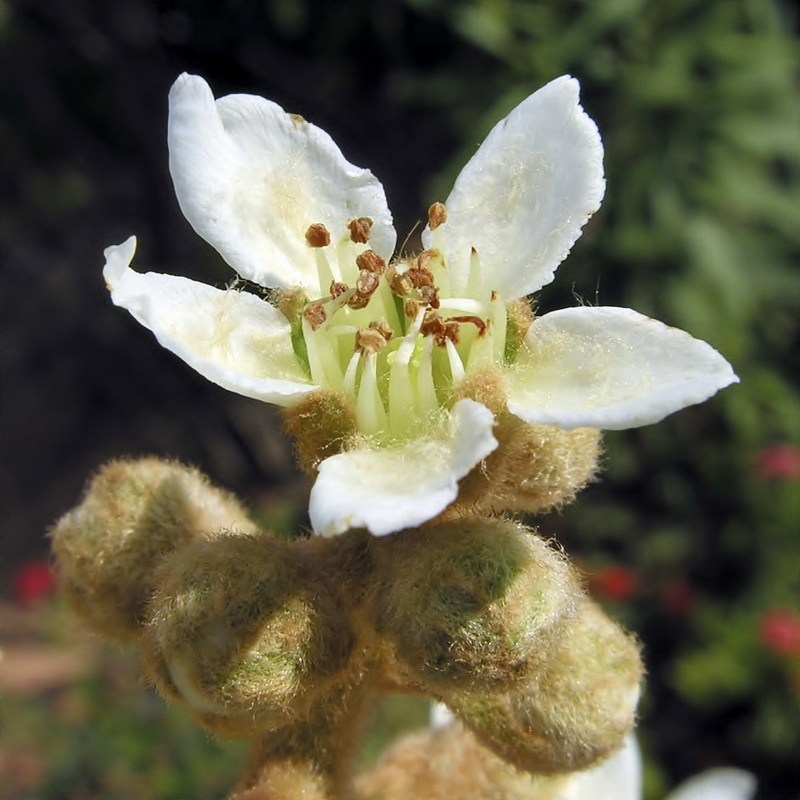 Eriobotrya japonica.11