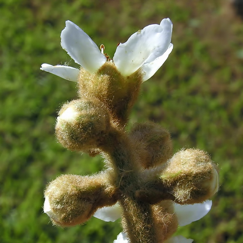 Eriobotrya japonica.12