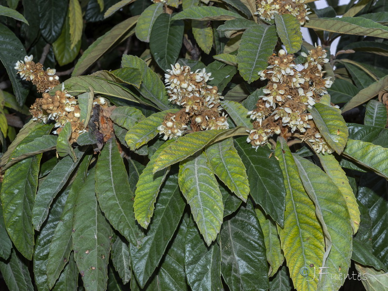 Eriobotrya japonica.16