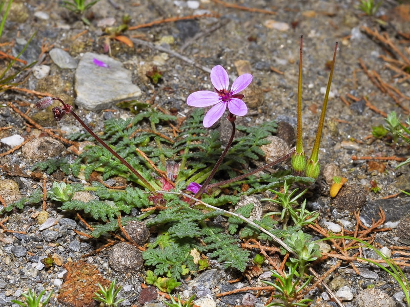 Erodium aethiopicum.01