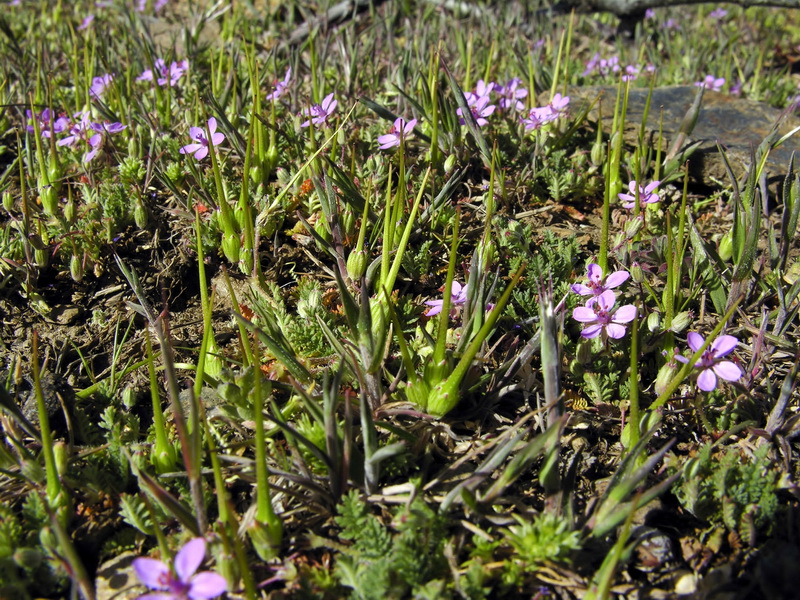 Erodium aethiopicum.03