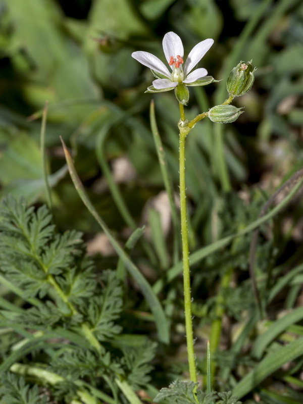Erodium aethiopicum.04