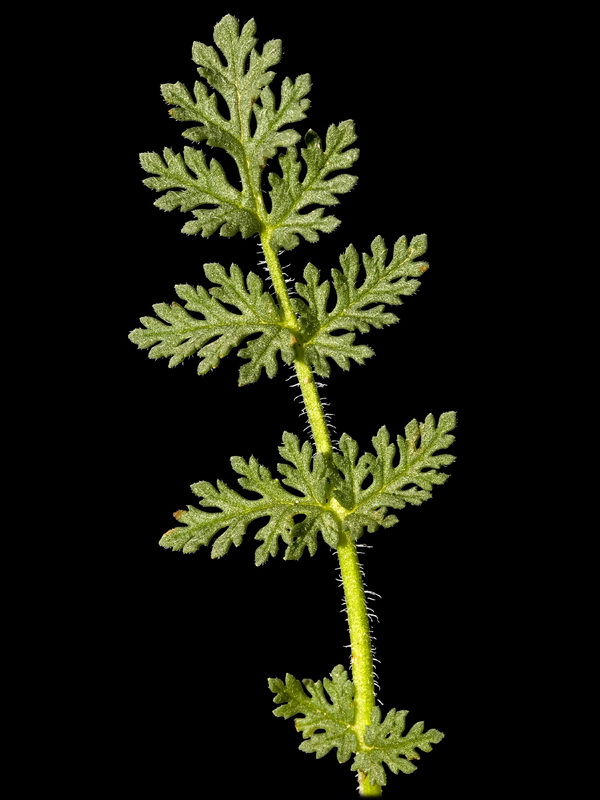 Erodium aethiopicum.05