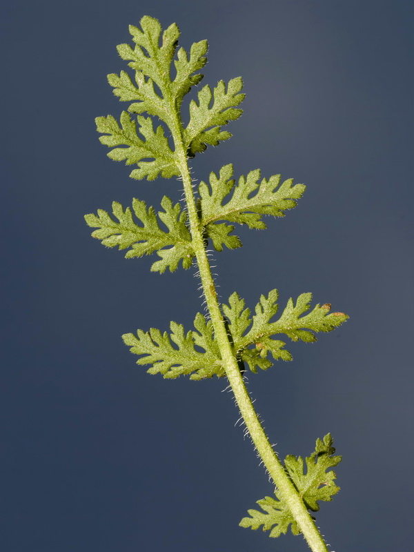 Erodium aethiopicum.06