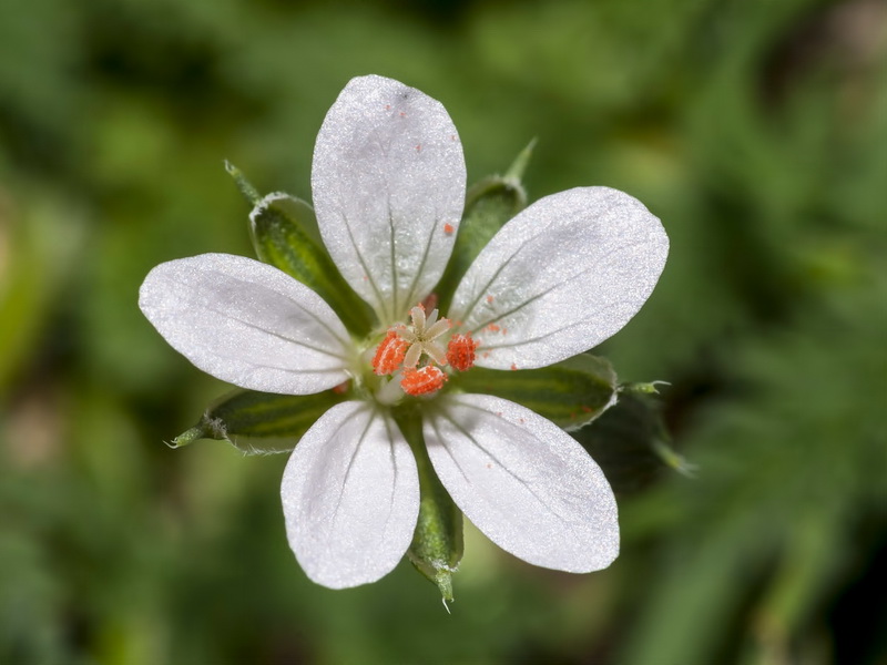 Erodium aethiopicum.07