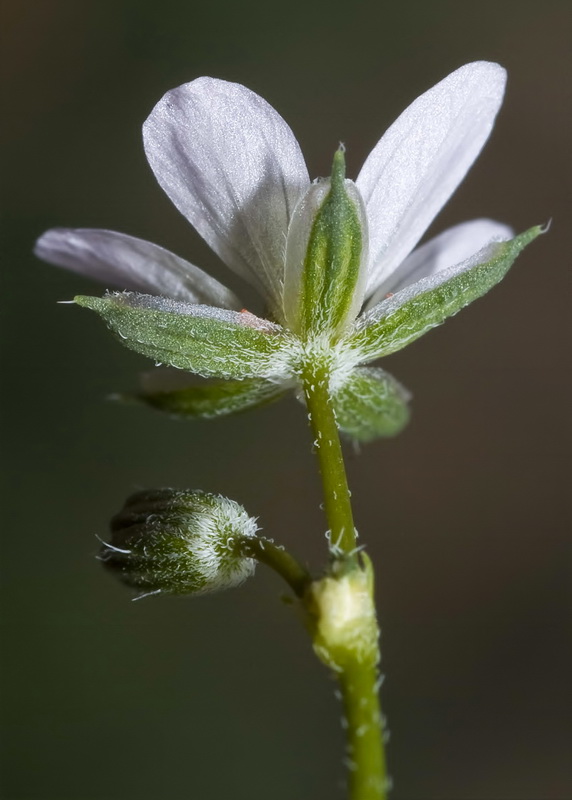 Erodium aethiopicum.08