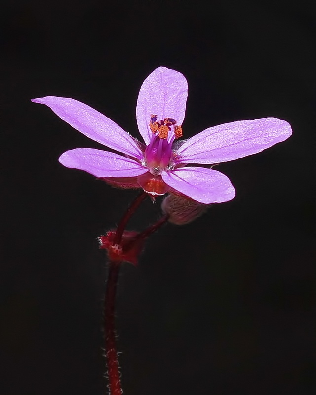 Erodium aethiopicum.10