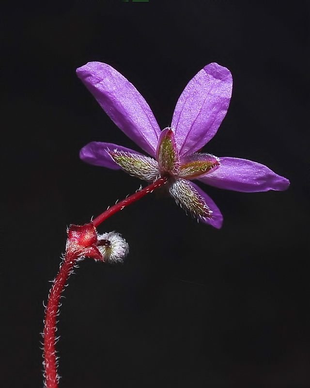 Erodium aethiopicum.11