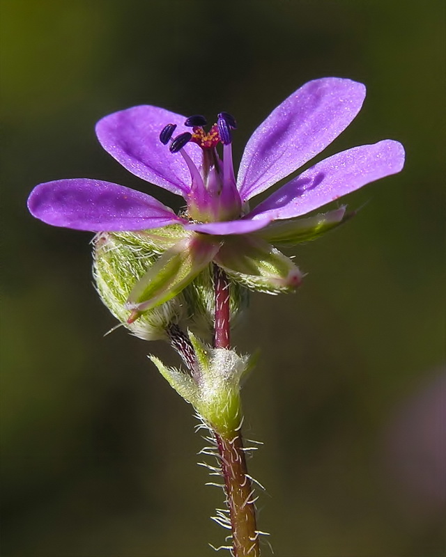 Erodium aethiopicum.12
