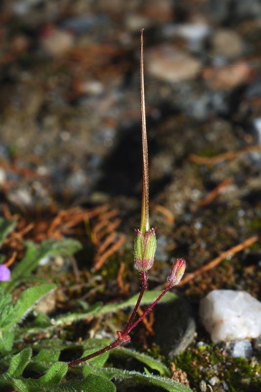 Erodium aethiopicum.13