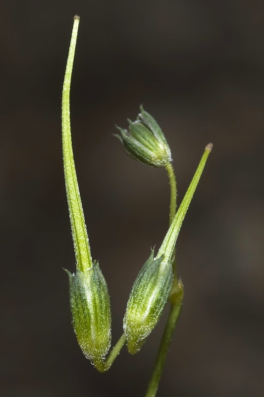 Erodium aethiopicum.14
