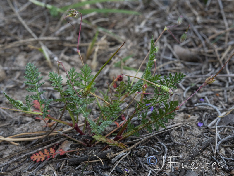 Erodium aethiopicum.15