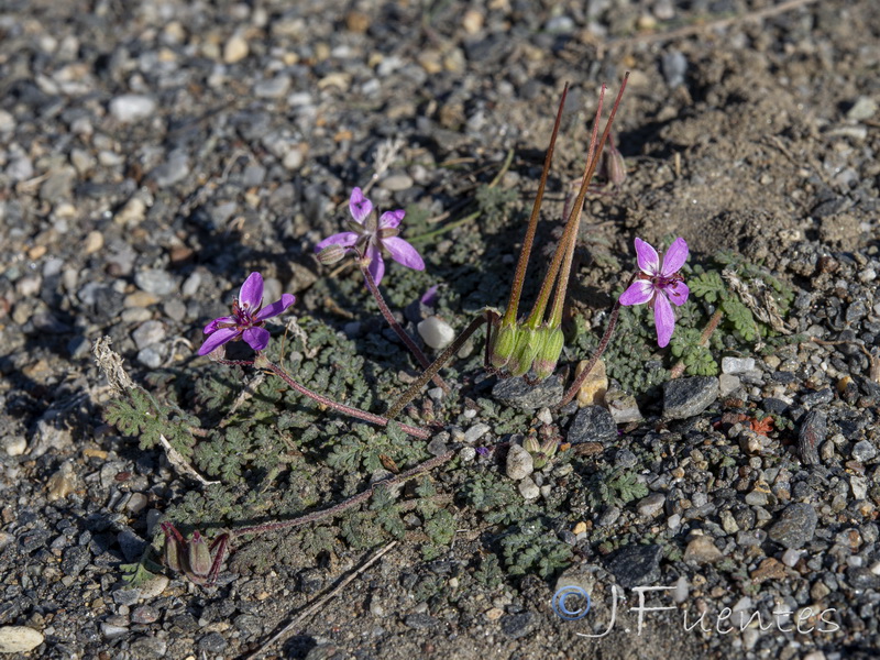 Erodium aethiopicum.16