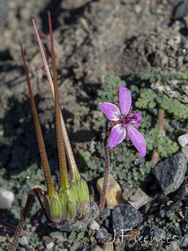 Erodium aethiopicum.17