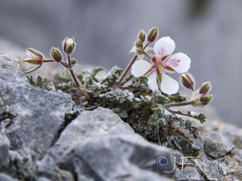 Erodium astragaloides.04