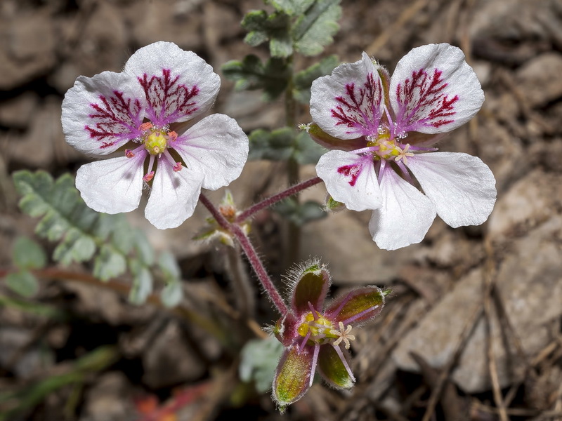 Erodium astragaloides.15