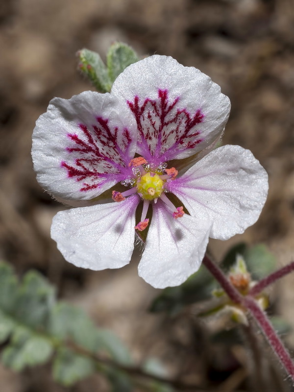 Erodium astragaloides.16