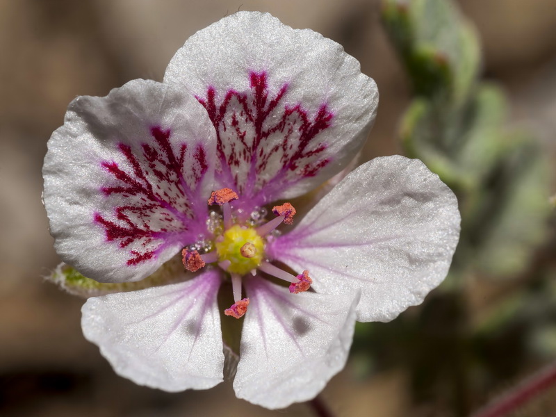Erodium astragaloides.19