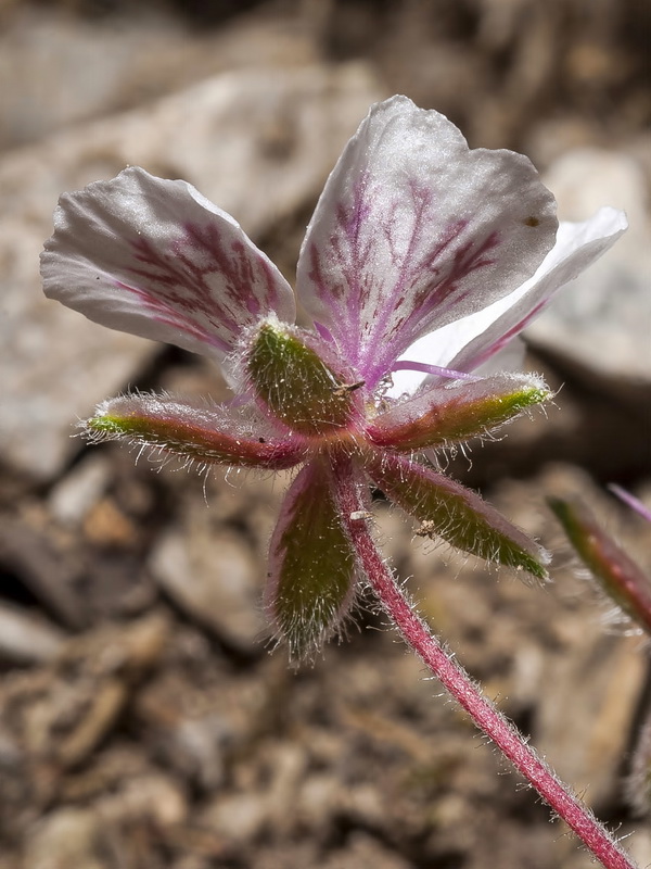 Erodium astragaloides.20