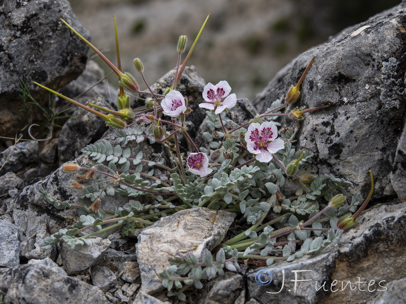Erodium astragaloides.25