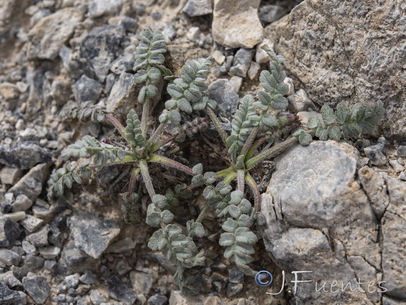 Erodium astragaloides.29