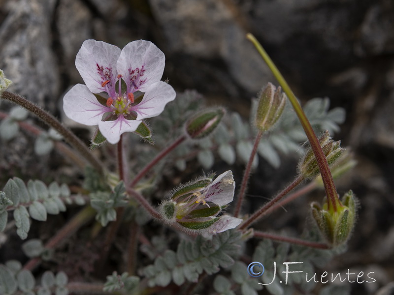 Erodium astragaloides.30