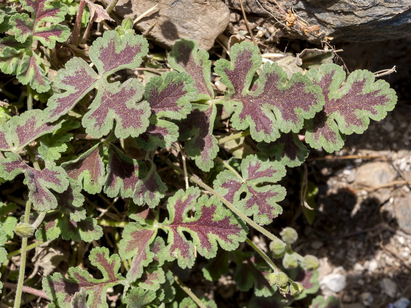 Erodium boissieri.03