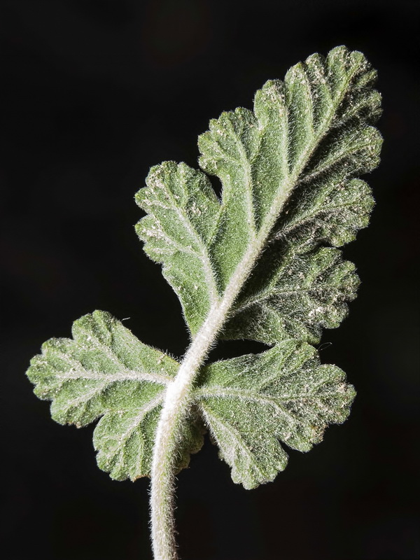 Erodium boissieri.05