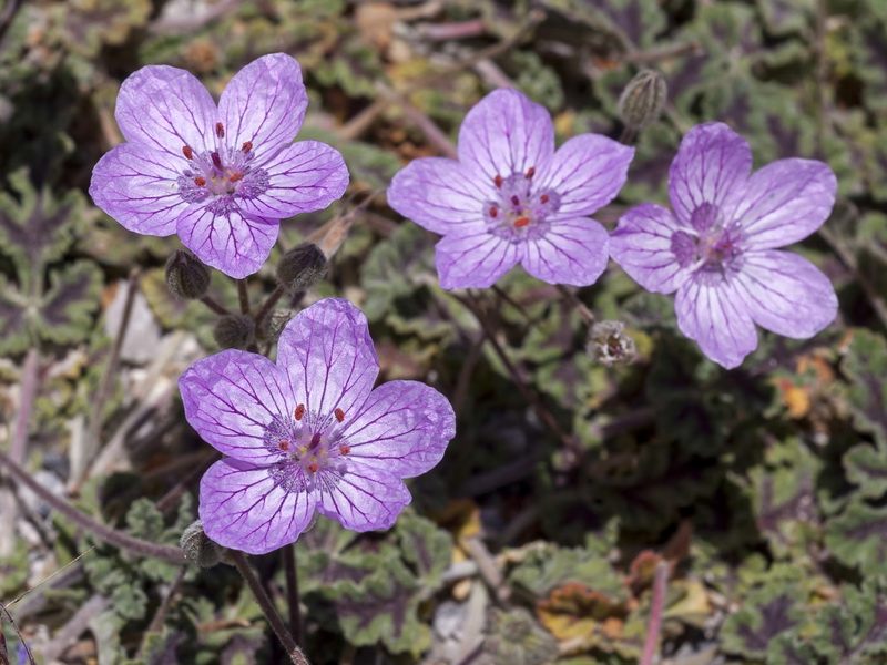 Erodium boissieri.06