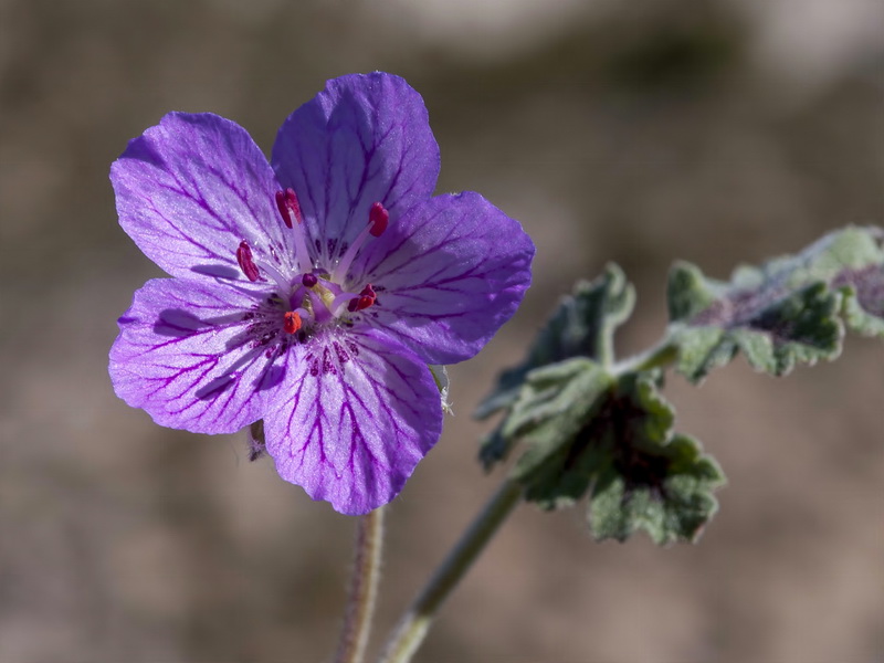 Erodium boissieri.07