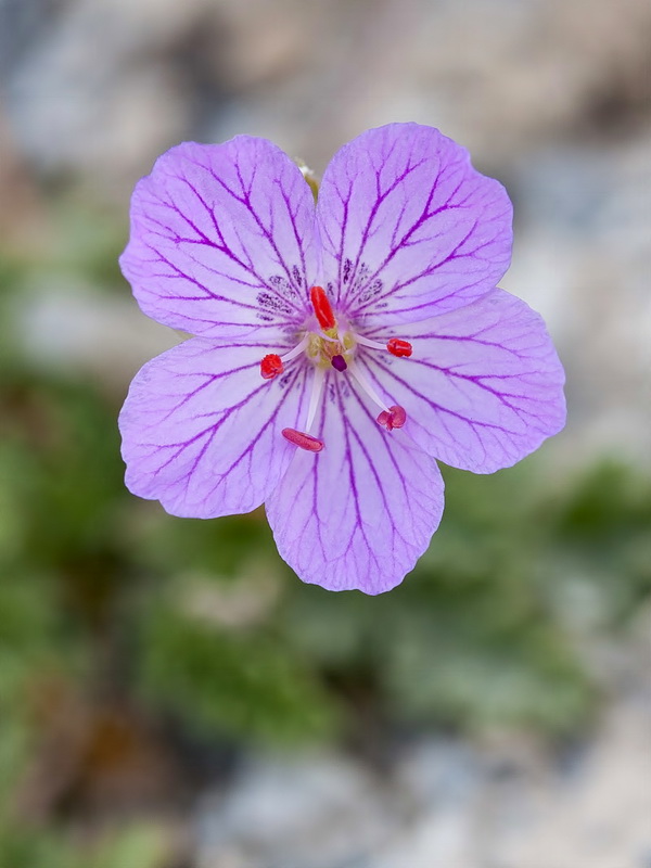 Erodium boissieri.10