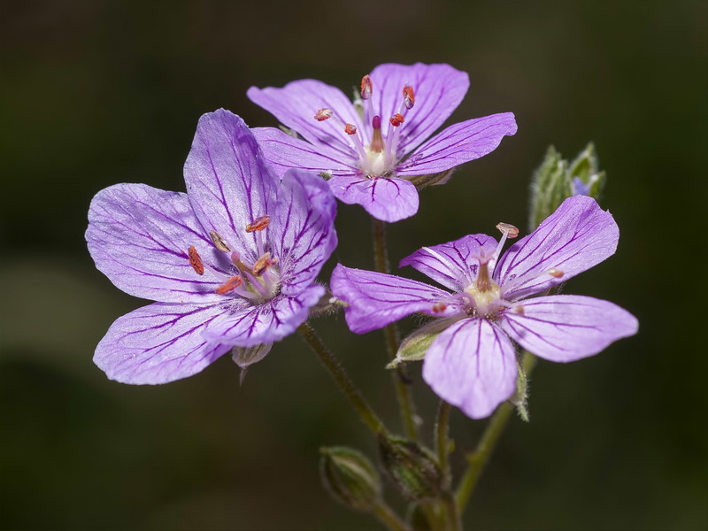 Erodium boissieri.11