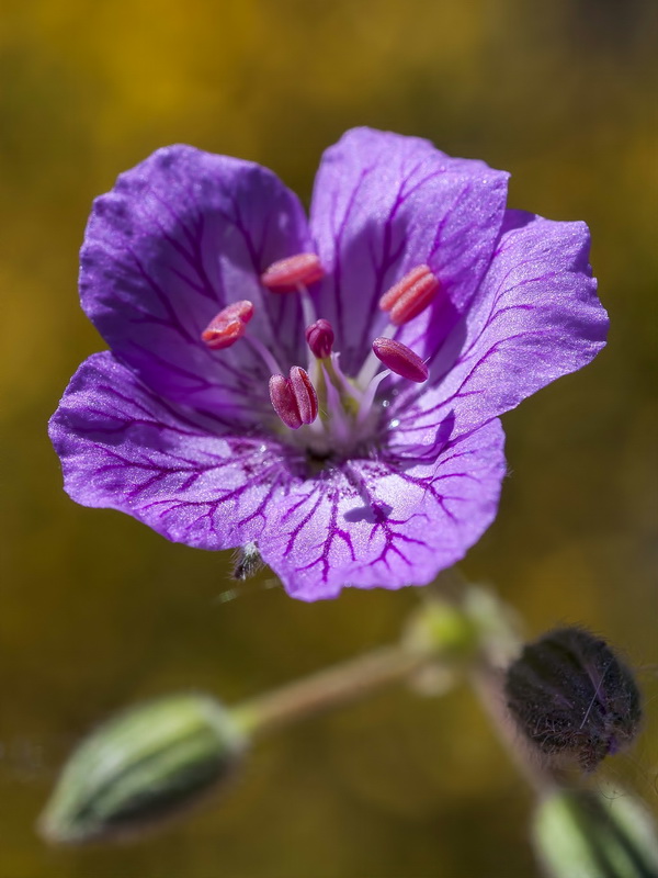 Erodium boissieri.12