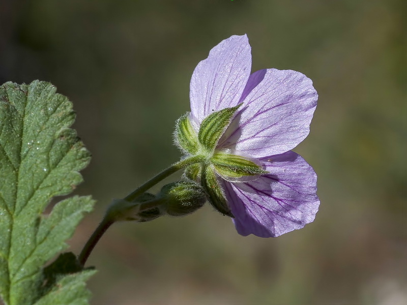 Erodium boissieri.13