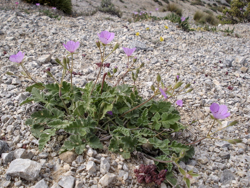 Erodium boissieri.21