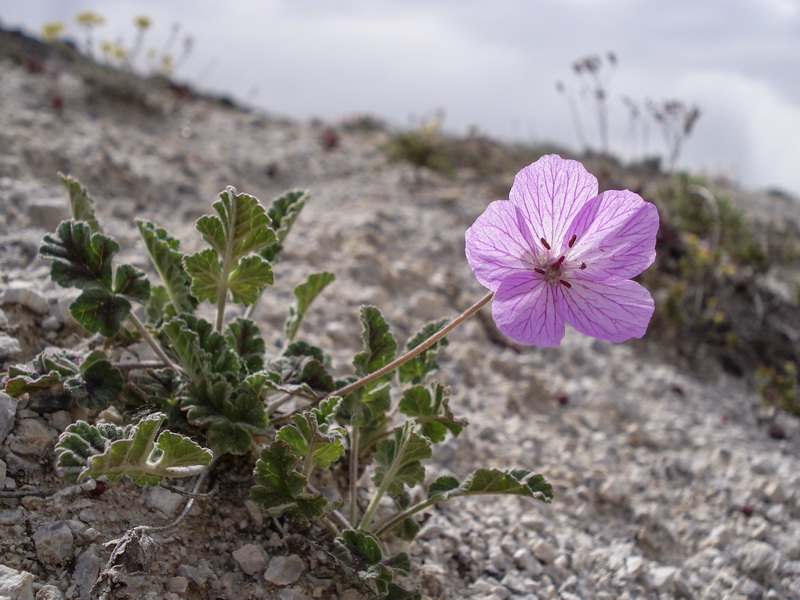 Erodium boissieri.23