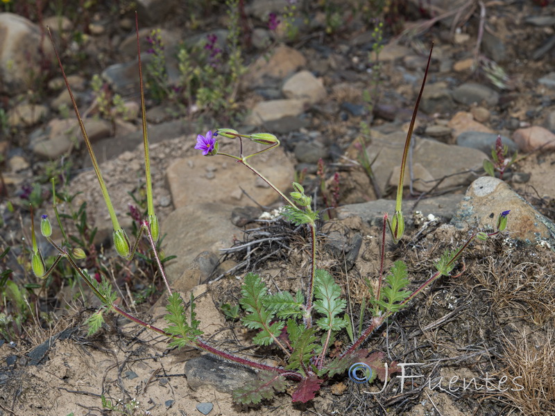 Erodium botrys.01