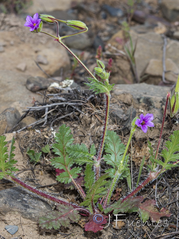 Erodium botrys.02