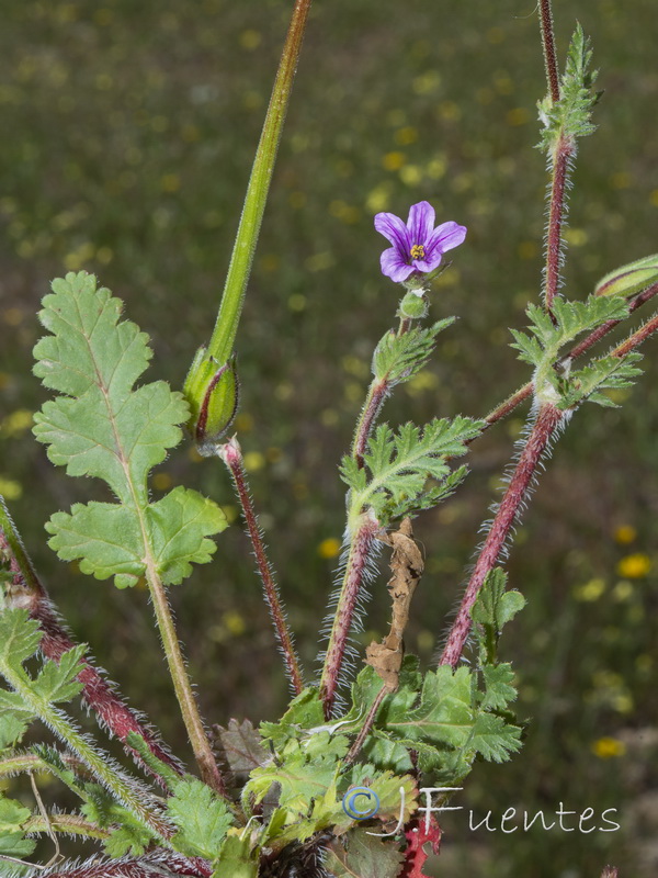 Erodium botrys.03