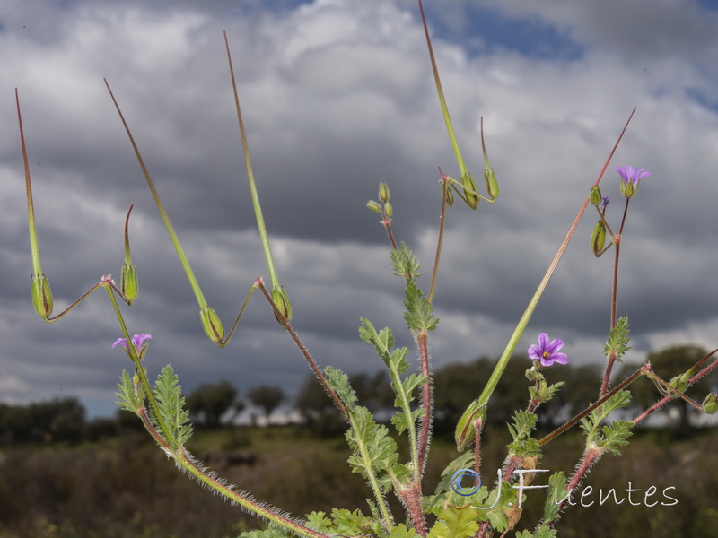 Erodium botrys.04