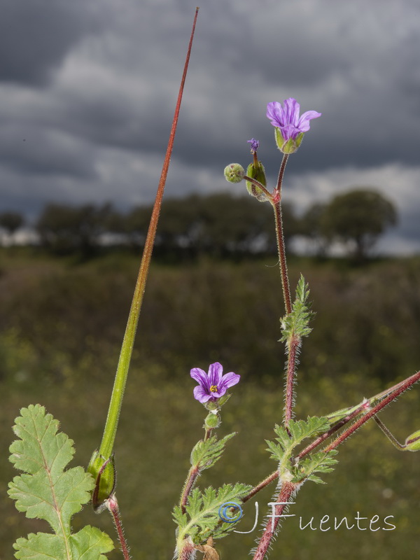 Erodium botrys.05