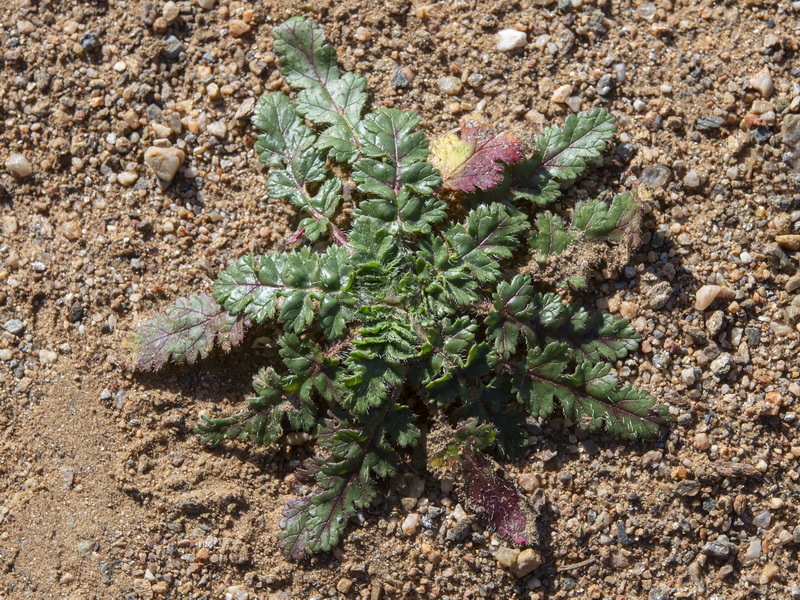Erodium botrys.06