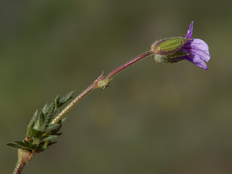 Erodium botrys.07