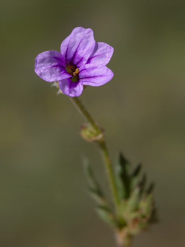 Erodium botrys.08