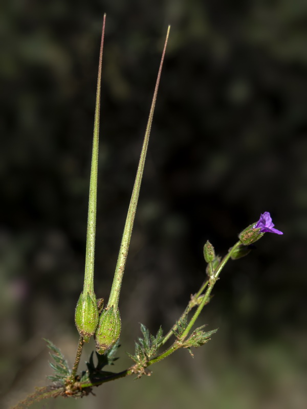 Erodium botrys.09
