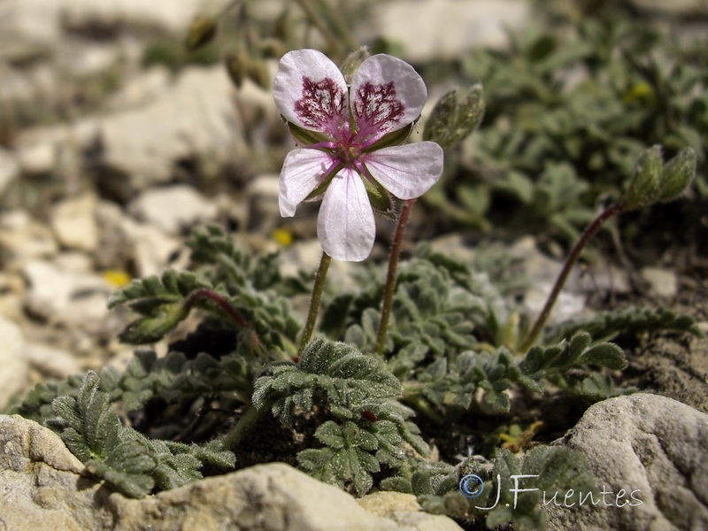 Erodium cazorlanum.01